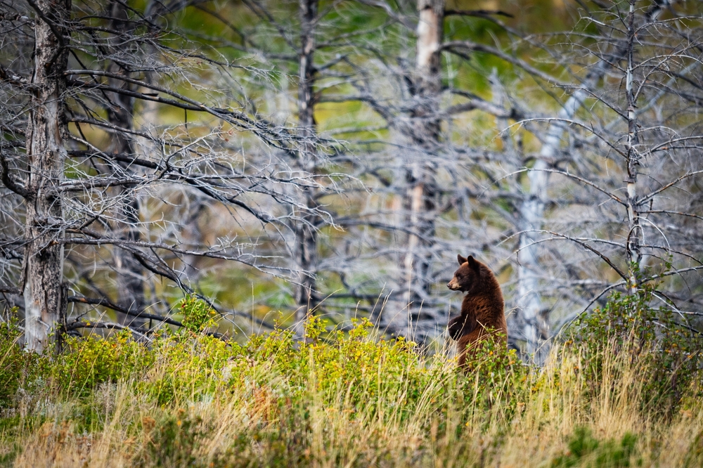 Bear in the Canadian wilderness